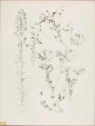 Senza titolo (studio botanico)