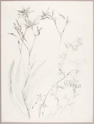 Senza titolo (studio botanico)