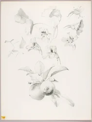 Senza titolo (studio botanico)
