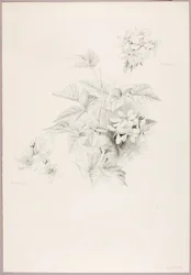 Senza titolo (Mora e Mora)