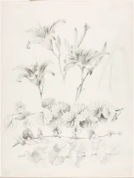 Senza titolo (Gigli e edera terrestre) (Glecoma Hederacea)