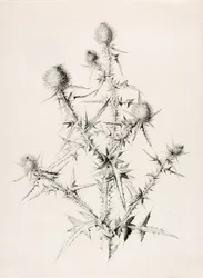 Senza titolo (Cardo)