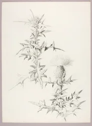 Senza titolo (Cardo)