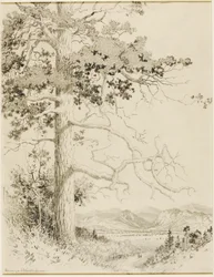Senza titolo (disegno di trasferimento per Old Pine, Estes Park)