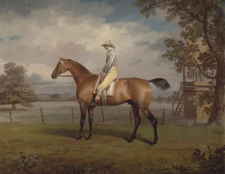 Ritratto di un cavallo da corsa, forse Disguise, di proprietà del Duca di Hamilton, con fantino