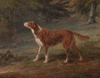 Ranger, un setter, proprietà di Elizabeth Gray