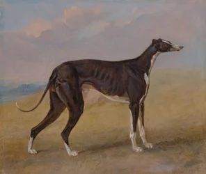 Turk, un levriero, proprietà di George Lane Fox