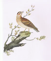 Allodola, Natura in Gran Bretagna pubblicata da Collins