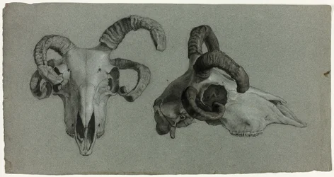 Teschi di arieti