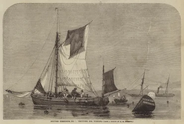 Pesca britannica, n. 7, trotting per whelks