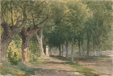 Viale di alberi