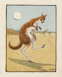 Il canguro