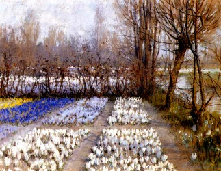 Un campo di crochi in primavera