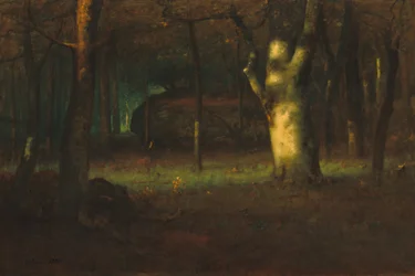 Tramonto nel bosco