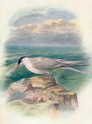 Sterna artica - Sterna macrura, c. 1910, 1910