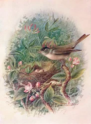Capinera - Sylvia atricapilla