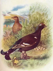 Gallo forcello o fagiano di monte - Tetrao tetrix, 1910 circa, 1910