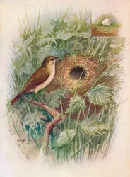 Chiff-Chaff - Phylloscopus rufus, c1910