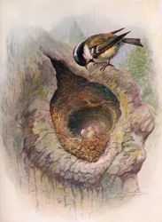 Cincia mora - Parus ater, c1910, 1910
