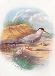 Sterna comune - Sterna fluviatilis, c1910, 1910