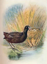 Folaga - Fulica atra, c. 1910, 1910