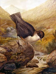 Merlo acquaiolo