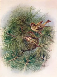 Regolo - Regulus cristatus, c1910, 1910