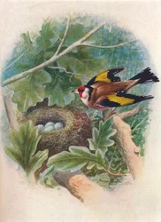 Cardellino - Carduelis elegans, c1910