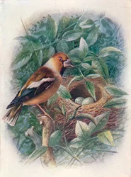Frosone - Coccothraustes vulgaris, c1910, 1910