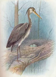 Airone - Ardea cinerea, c1910