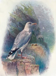 Gabbiano reale - Larus argentatus, c1910