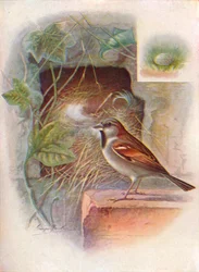 Passero domestico