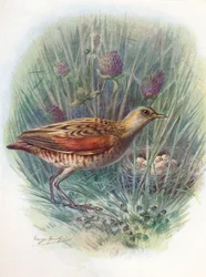 Re di quaglie o Re di quaglie - Crex pratensis, c1910, 1910