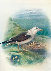 Gabbiano zafferano - Larus fuscus, circa 1910, 1910