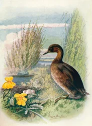 Tuffetto o Dabchick - Podicipes fluviatilis, c1910