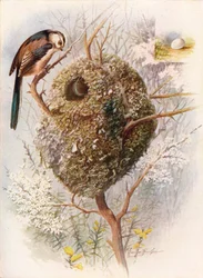 Cincia dal lungo codino - Acredula caudata, c1910
