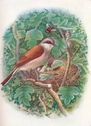 Averla maggiore - Lanius collurio, c1910, 1910