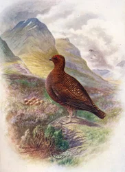 Pernice rossa scozzese - Lagopus scoticus, ca. 1910, 1910