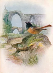 Codirosso comune - Ruticilla phoenicurus, ca. 1910, 1910