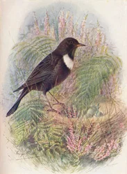 Merlo dal Collare - Turdus torquatus