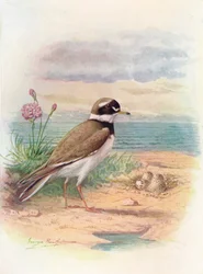 Corriere di mare - Aegialitis hiaticola, c1910, 1910