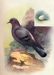 Piccione selvatico - Columba livia, c1910, 1910