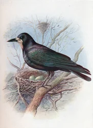 Corvo - Corvus frugilegus, c1910