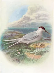 Sterna maggiore - Sterna cantiaca, ca. 1910, 1910