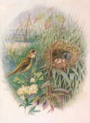Cannaiola - Acrocephalus phragmitis, c1910, 1910