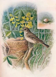 Balia maculata - Muscicapa grisola, c1910, 1910