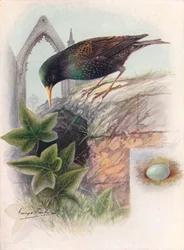 Storno - Sturnus vulgaris, c1910, 1910
