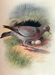 Colombaccio - Columba oenas, c1910