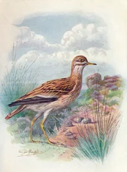 Occhione, Piviere di Norfolk, o Ginocchiere - OEdicnemus scolopax, c1910, 1910