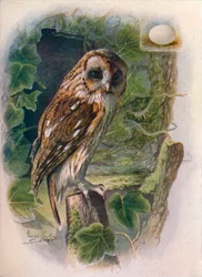 Gufo comune - Syrnium aluco, c1910